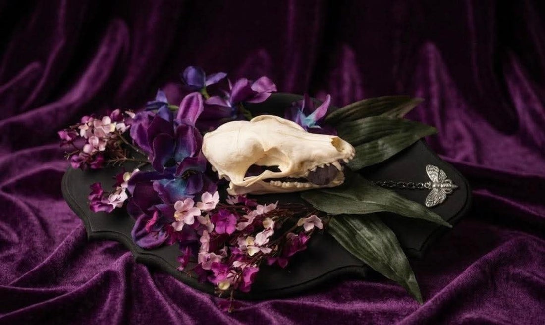 Raccoon Skull Art Class