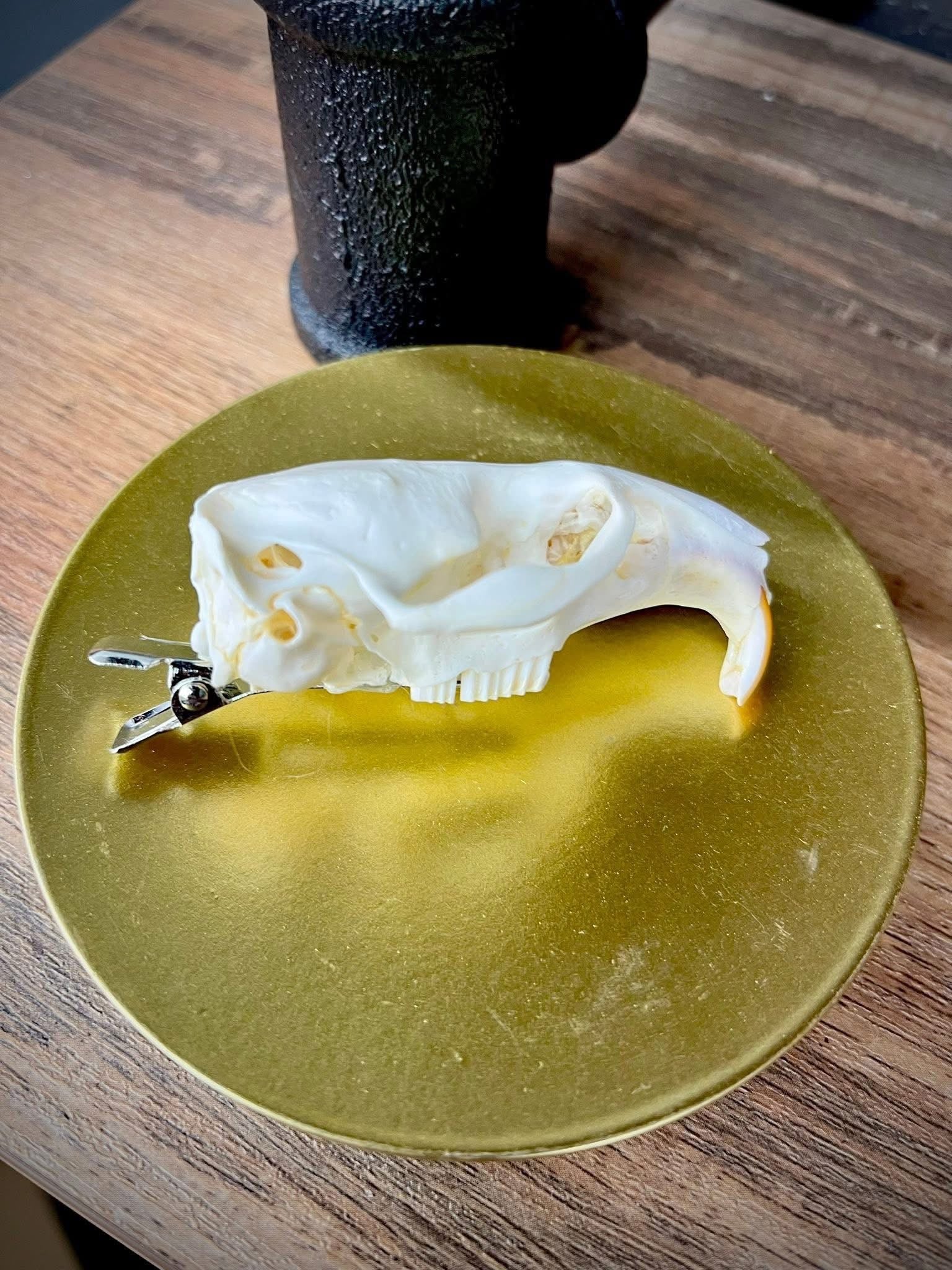 Muskrat Skull Hair Clip