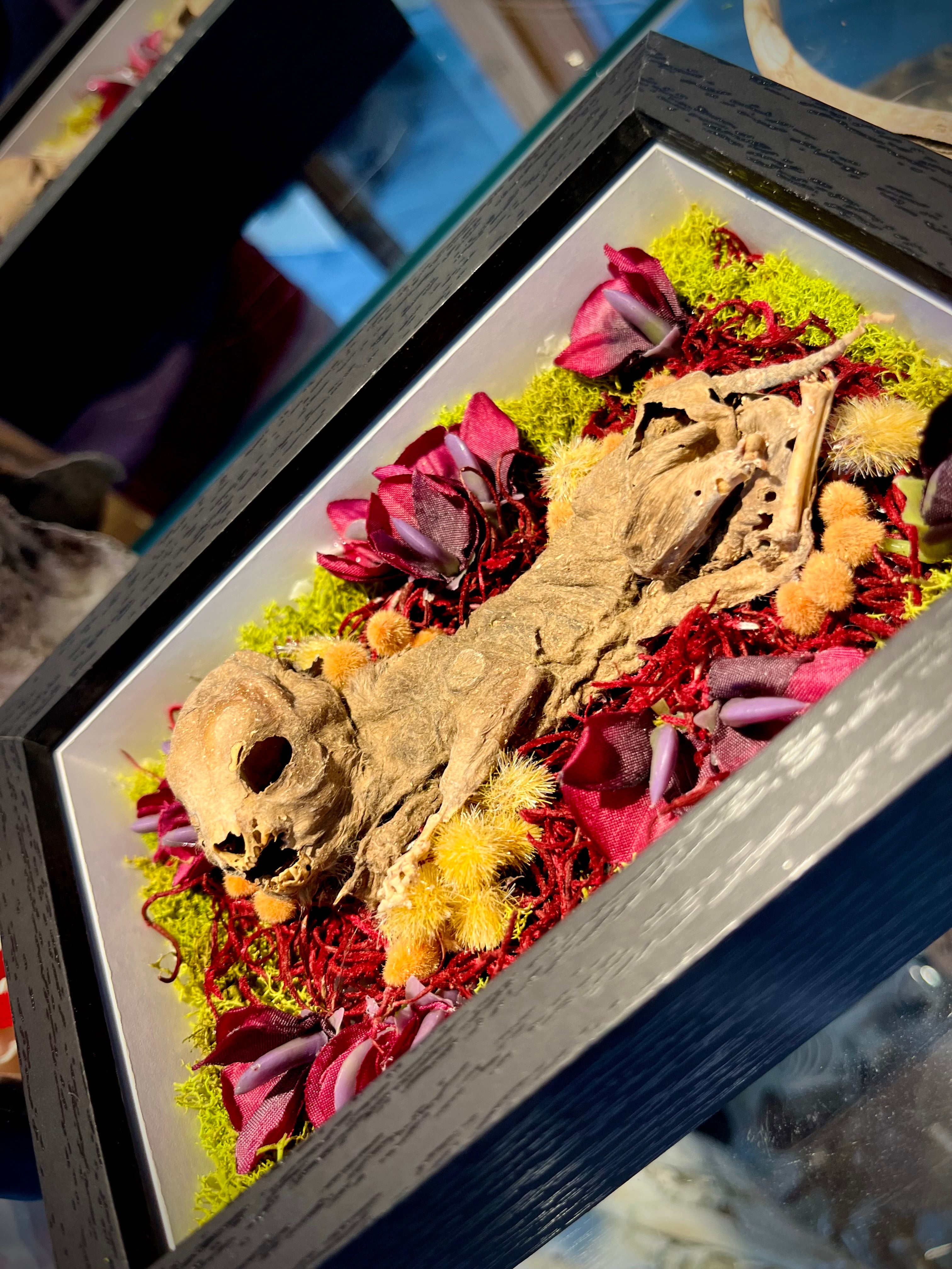 Mummified Fetal Kitten