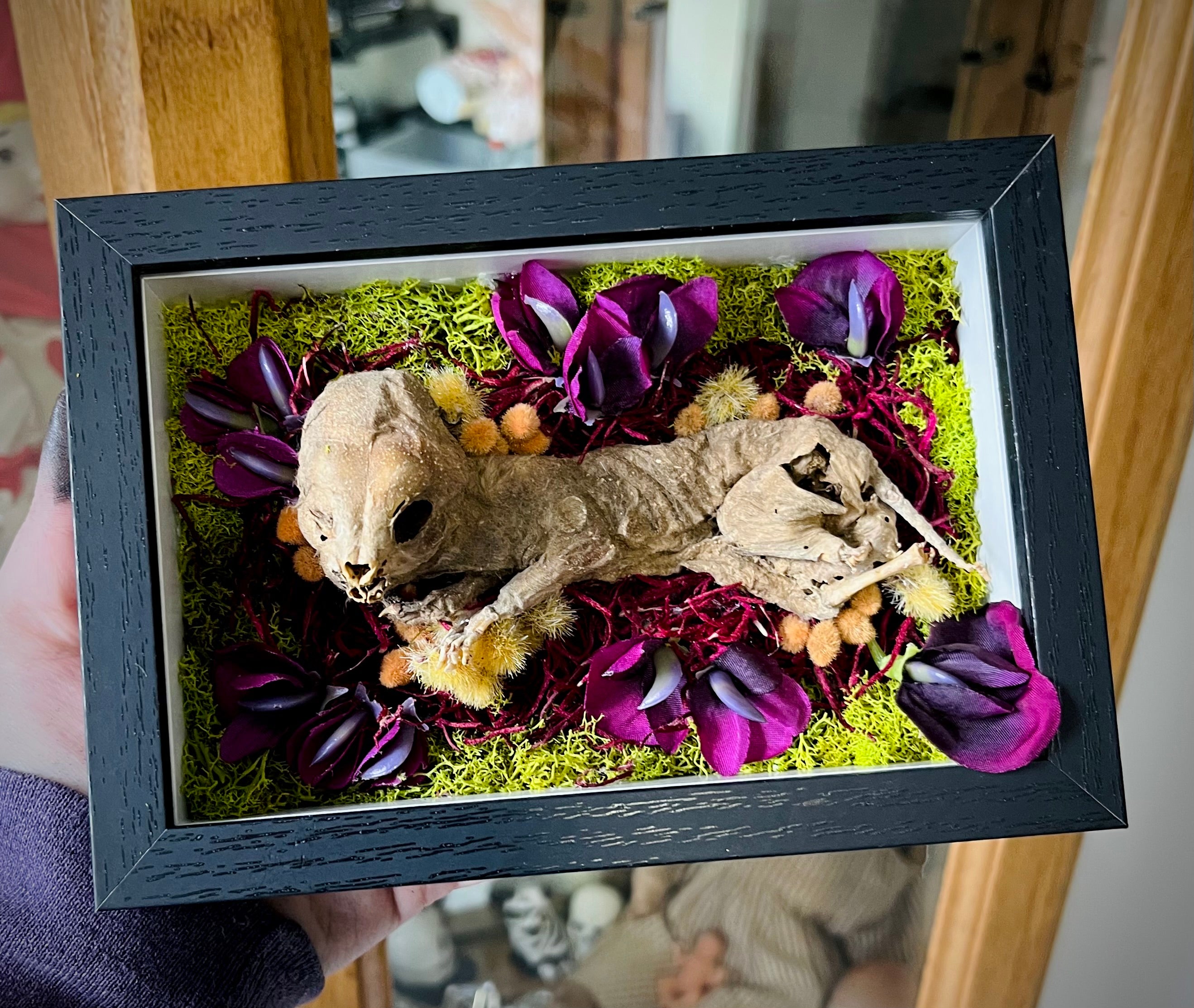 Mummified Fetal Kitten