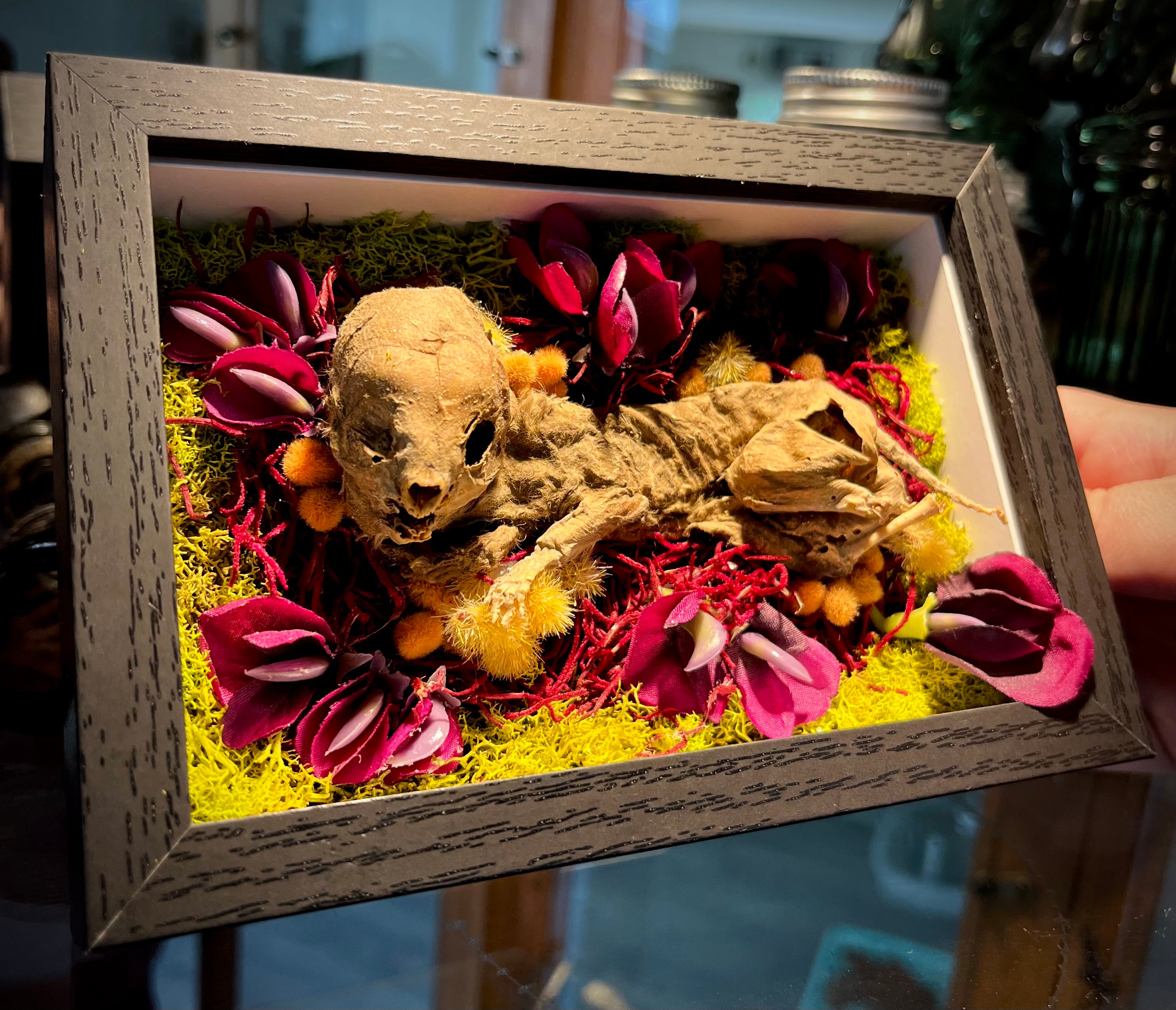 Mummified Fetal Kitten