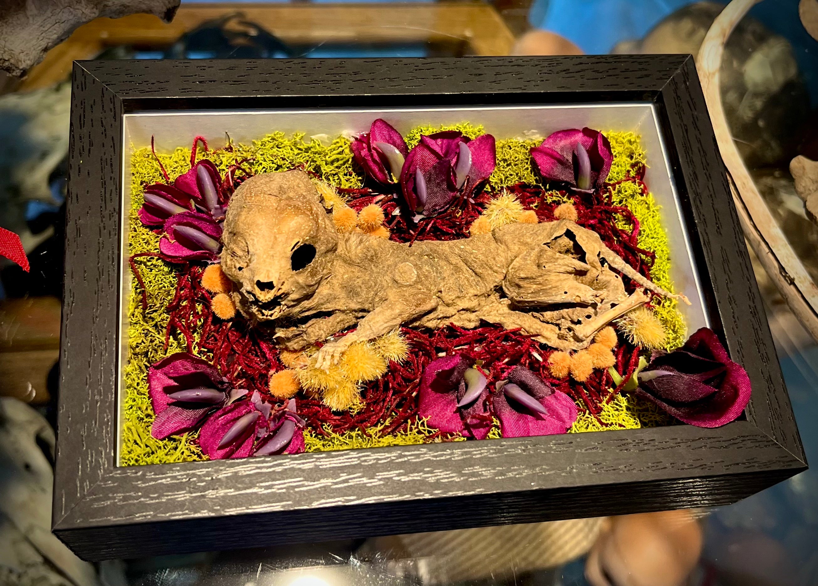 Mummified Fetal Kitten