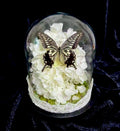 Mourning Cloaked in Ivory