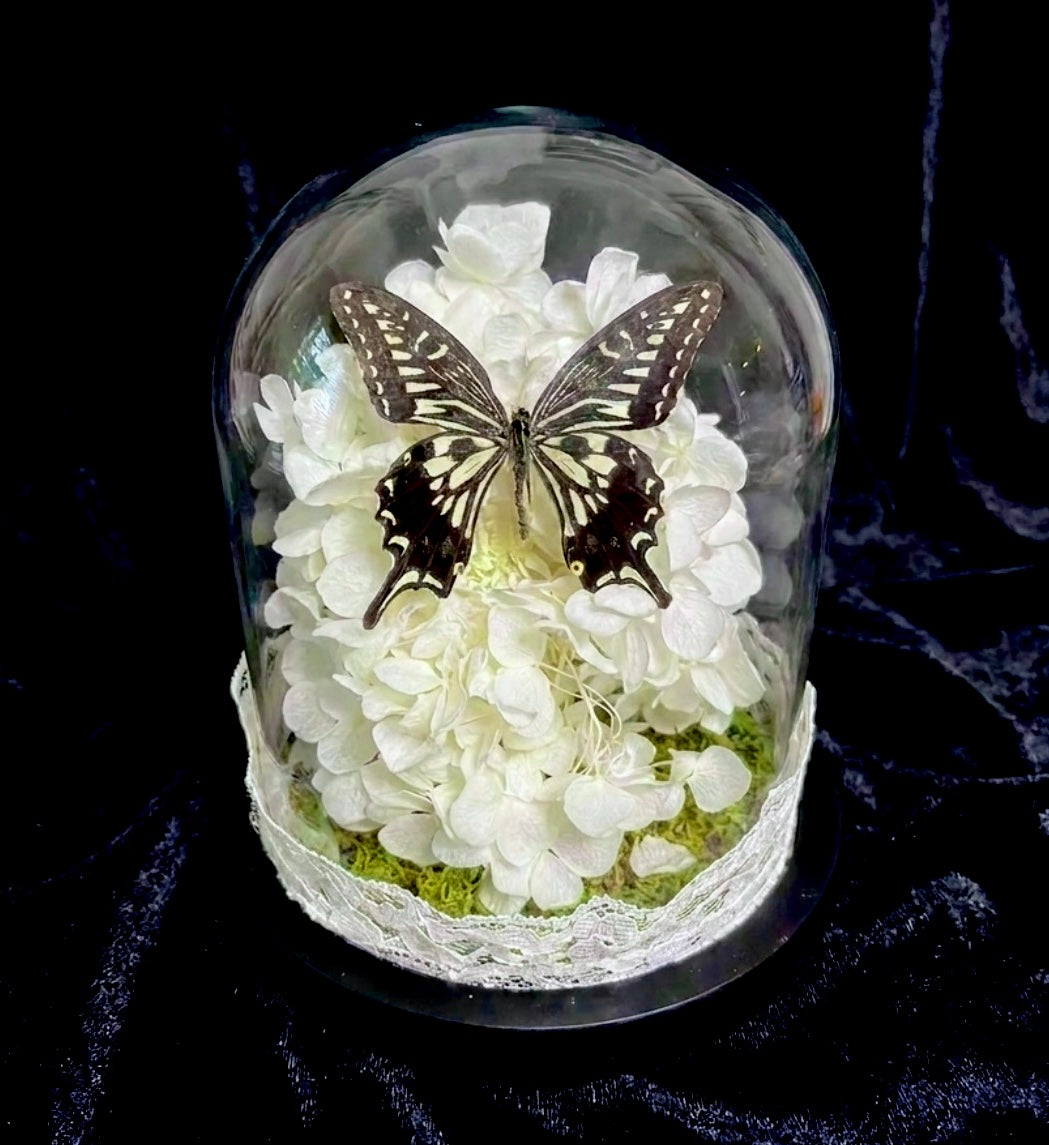 Mourning Cloaked in Ivory